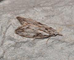 Nola biguttalis