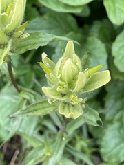 Castilleja unalaschcensis
