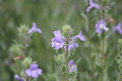 Stemodia durantifolia