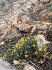 Physaria kingii utahensis