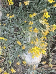 Physaria kingii utahensis