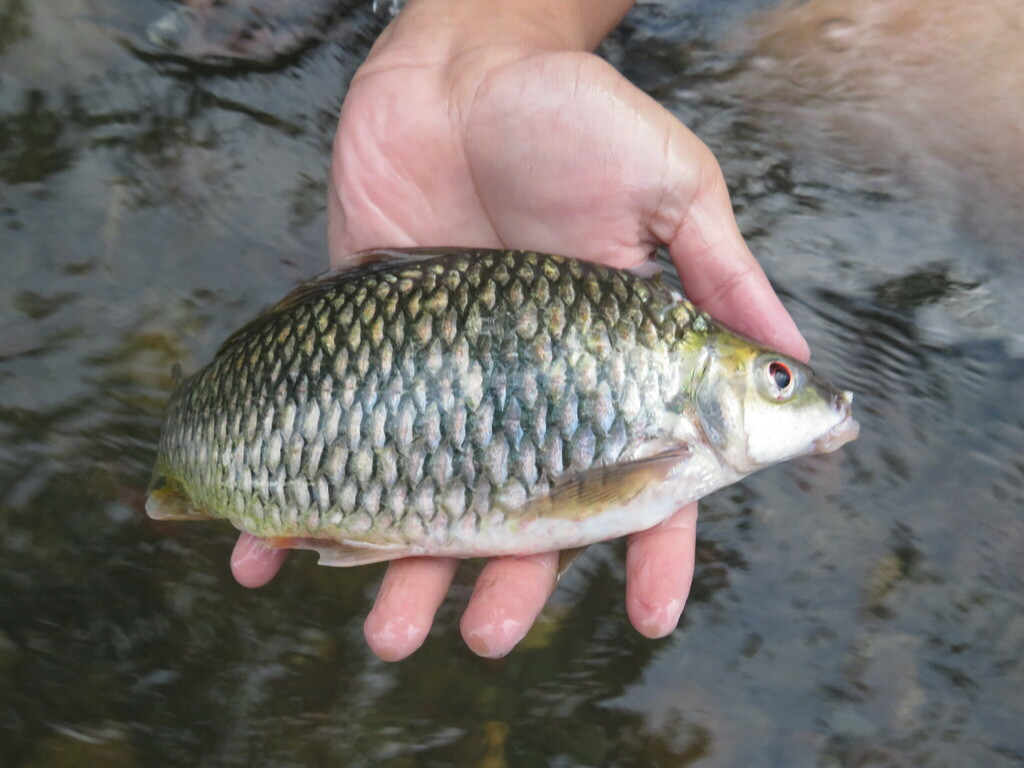 Kahajan bonylip barb (Osteochilus kahajanensis) — Cyprinidae