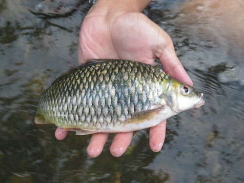 Kahajan-franjelipbarbeel (Osteochilus kahajanensis) — Cyprinidae