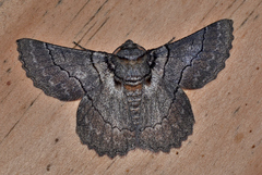 Hypobapta percomptaria