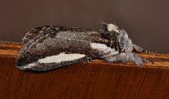 Hylaeora