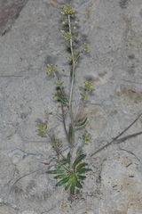 Draba jorullensis
