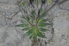 Draba jorullensis