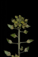 Draba jorullensis