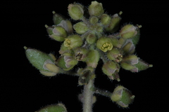 Draba jorullensis