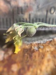 Physaria kingii utahensis