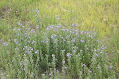 Stemodia durantifolia