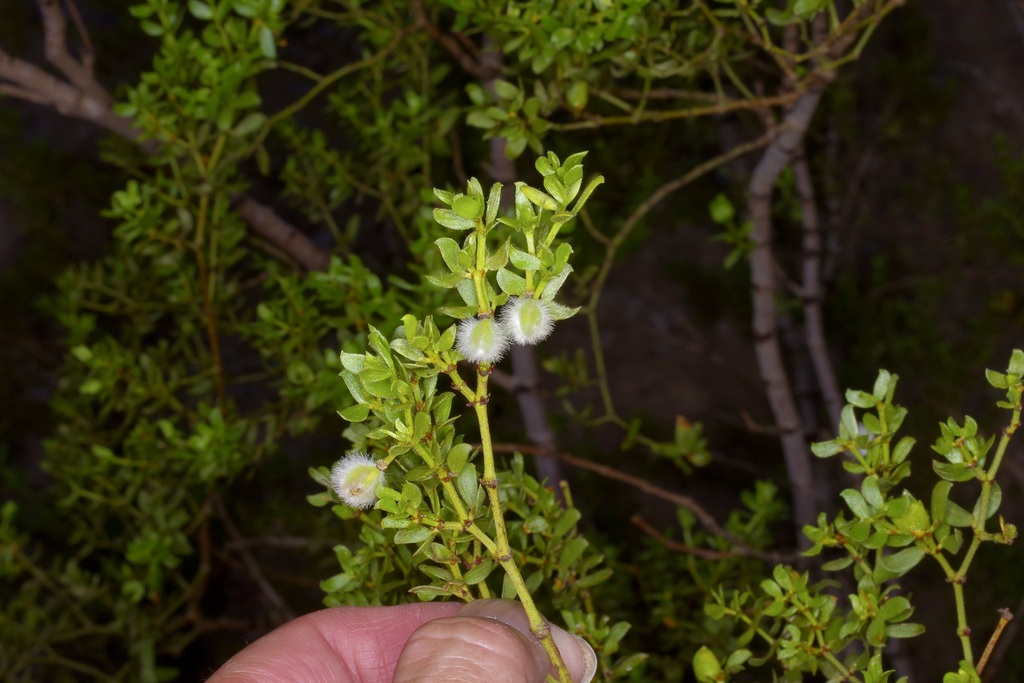 Creosote Bush · Inaturalist _ Creosote bush – NTRJT