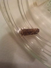 Lepidoptera