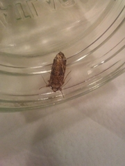 Lepidoptera