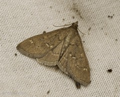 Mecyna mustelinalis