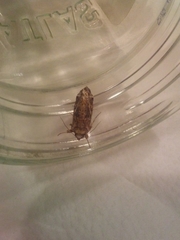 Lepidoptera