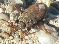 Megalonotus sabulicola