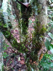 Angraecum humblotianum image