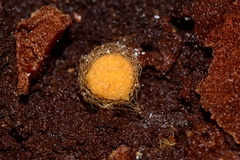 Australomimetus maculosus