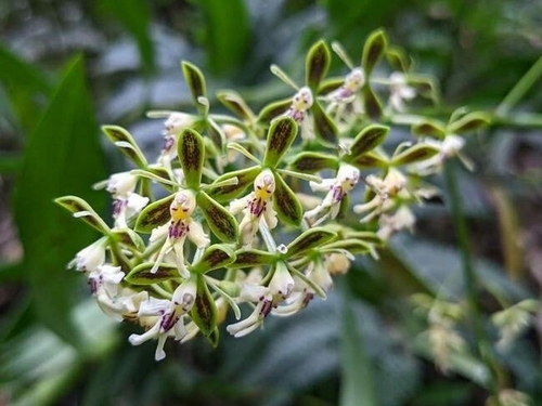 Epidendrum falsiloquum, photograph 5