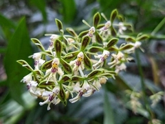 Zac Peterson, CC BY, iNaturalist via GBIF Epidendrum falsiloquum, photograph Zac Peterson, CC BY, iNaturalist via GBIF