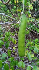 Canavalia madagascariensis