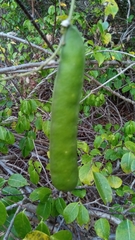 Canavalia madagascariensis