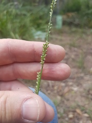 Setaria distans
