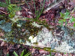 Angraecum humblotianum image