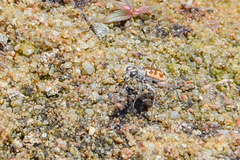 Ellipsoptera cuprascens