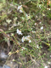 Leucopogon microphyllus