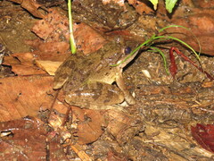 Limnonectes leporinus