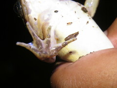 Limnonectes leporinus