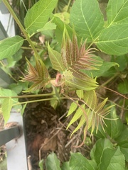 Ailanthus