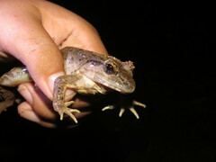 Limnonectes leporinus