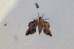 Phyllosphingia dissimilis