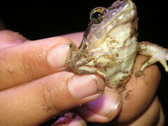 Limnonectes leporinus