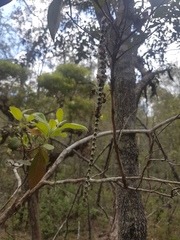 Ropalidia gracilenta