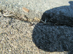 Megalonotus sabulicola