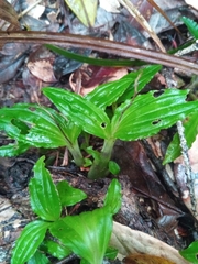 Liparis andringitrana