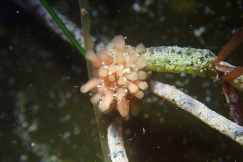Janczewskia lappacea, 2022-07-16