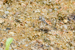 Ellipsoptera cuprascens