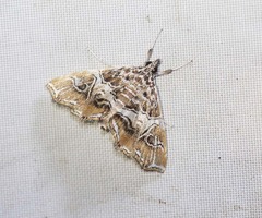 Paracymoriza vagalis