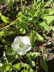 Calystegia atriplicifolia atriplicifolia