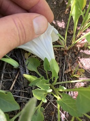 Calystegia atriplicifolia atriplicifolia