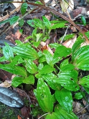 Liparis andringitrana