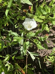 Calystegia atriplicifolia atriplicifolia