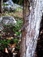 Anolis rodriguezii