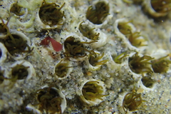 Dodecaceria fewkesi