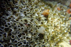 Dodecaceria fewkesi